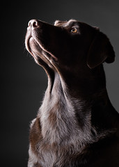 Striking Chocolate Labrador Looking Up