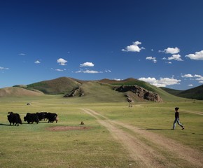 Troupeau de yaks, Mongolie