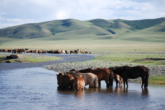 Troupeau de chevaux en pleine trempette