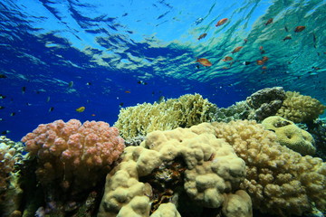 Fototapeta na wymiar Kolorowe Coral Reef