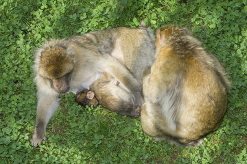 Berberaffen Familie