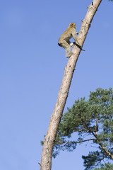 Berberaffe an Baumstamm