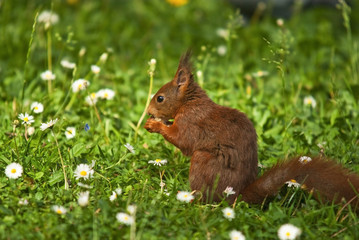 Ecureuil roux