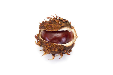 fruit &eacute;pineux