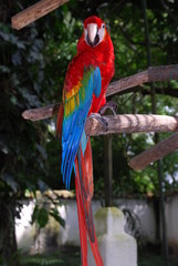 Guacamayo Rojo (Ara chloroptera)