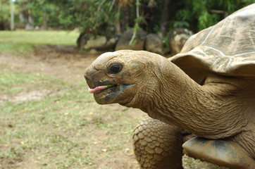 Giat turtle