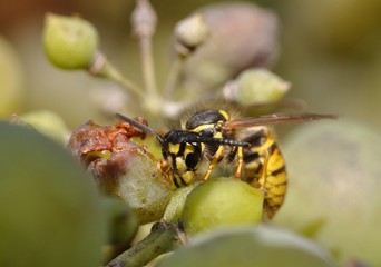 Wespe frisst Weintraube