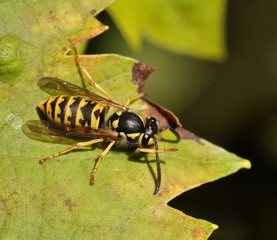 Wespe auf Blatt