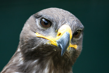 Steinadler