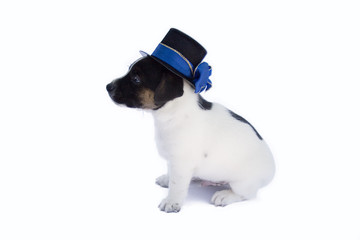Fototapeta premium Rassehund mit Hut