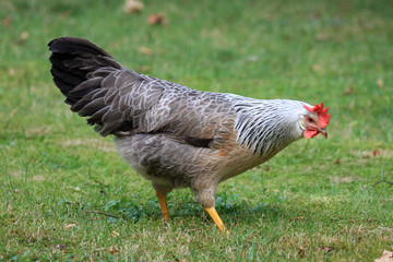 Huhn