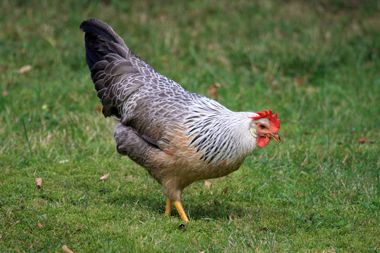 Huhn