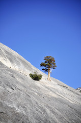 yosemite collection 19