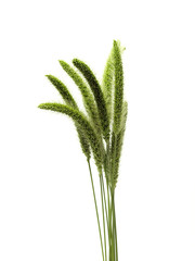 Grass On White Background