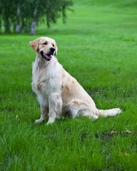 Golden retriever on the green grass