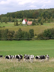 Rinder auf der Weide
