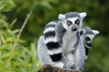 Two ring-tailed lemur - obrazy, fototapety, plakaty