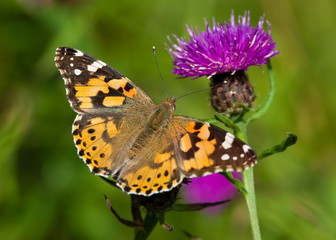 Fototapeta premium Painted Lady butterfly