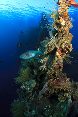 Fototapeta premium Parrot Fish