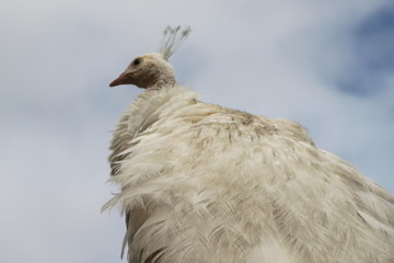 Weißer Pfau