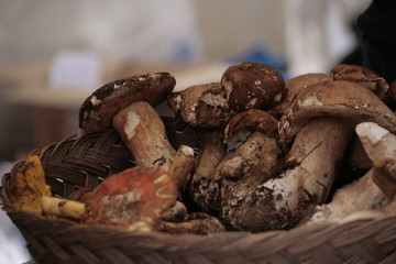 Funghi freschi