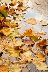 Autumn leaves in a puddle