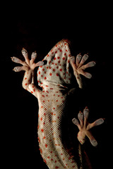 Tokay Gekko, Underside View