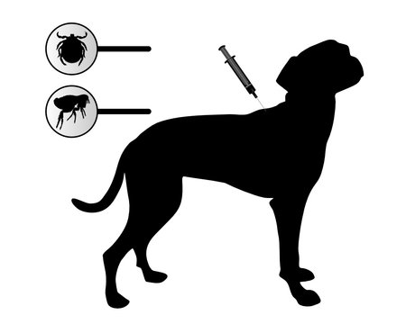 Hund bekommt Impfung gegen Fl&ouml;he und Zecken