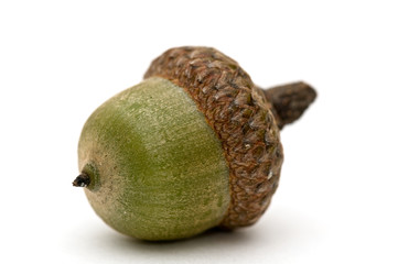 Acorn.