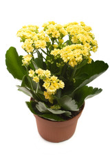 houseplant 'Kalanchoe' in pot