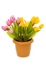 Colourful tulips isolated on the white background