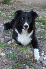 Border Collie