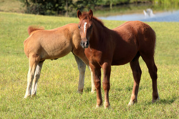 Young horses