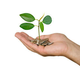 Hand with tree growing from pile of coins