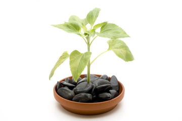 Blume im Unterteller