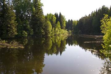 Fototapeta premium The lake in the forest