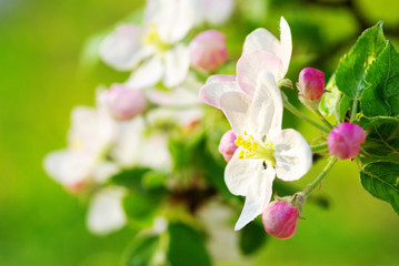 Obraz premium blossoms