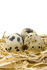 Obraz premium Quail Egg 4