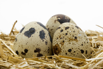 Obraz premium Quail Egg 3