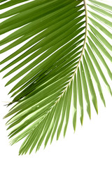 Fototapeta premium Leaves of palm tree