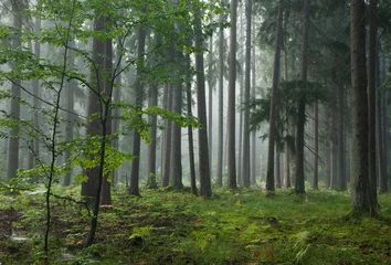 Wandcirkels aluminium Misty late summer coniferous stand of Bialowieza Forest © Aleksander Bolbot