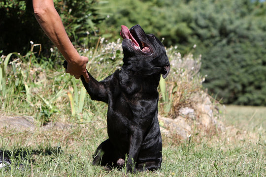 staffordshire bull terrier disant bonjour &agrave; son ma&icirc;tre- salut