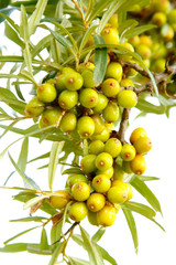 sea-buckthorn
