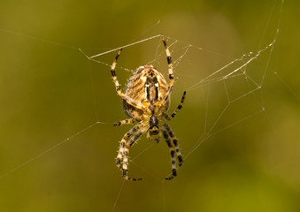 spider