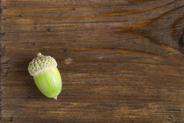 Acorn © Barbro Bergfeldt