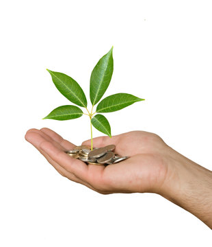 Hand with tree growing from pile of coins