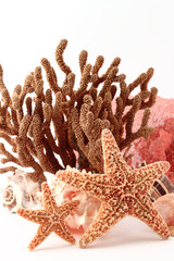 starfish and coral