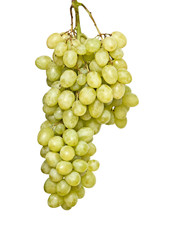 Grapevine isolated on white background