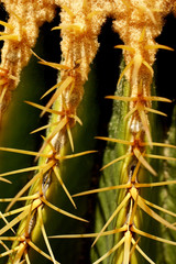 Cactus. Baja California, Mexico