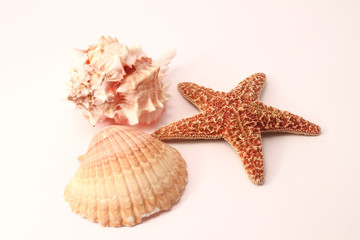 ocean theme © Sergio Hayashi